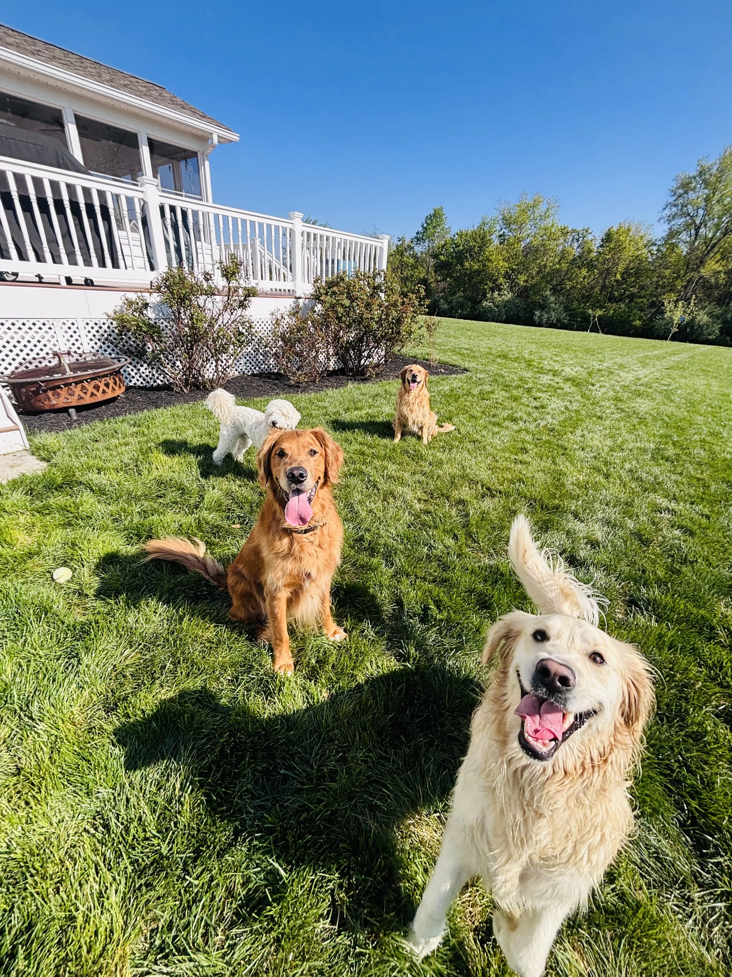 GoldPaw dog enjoying an outdoor adventure