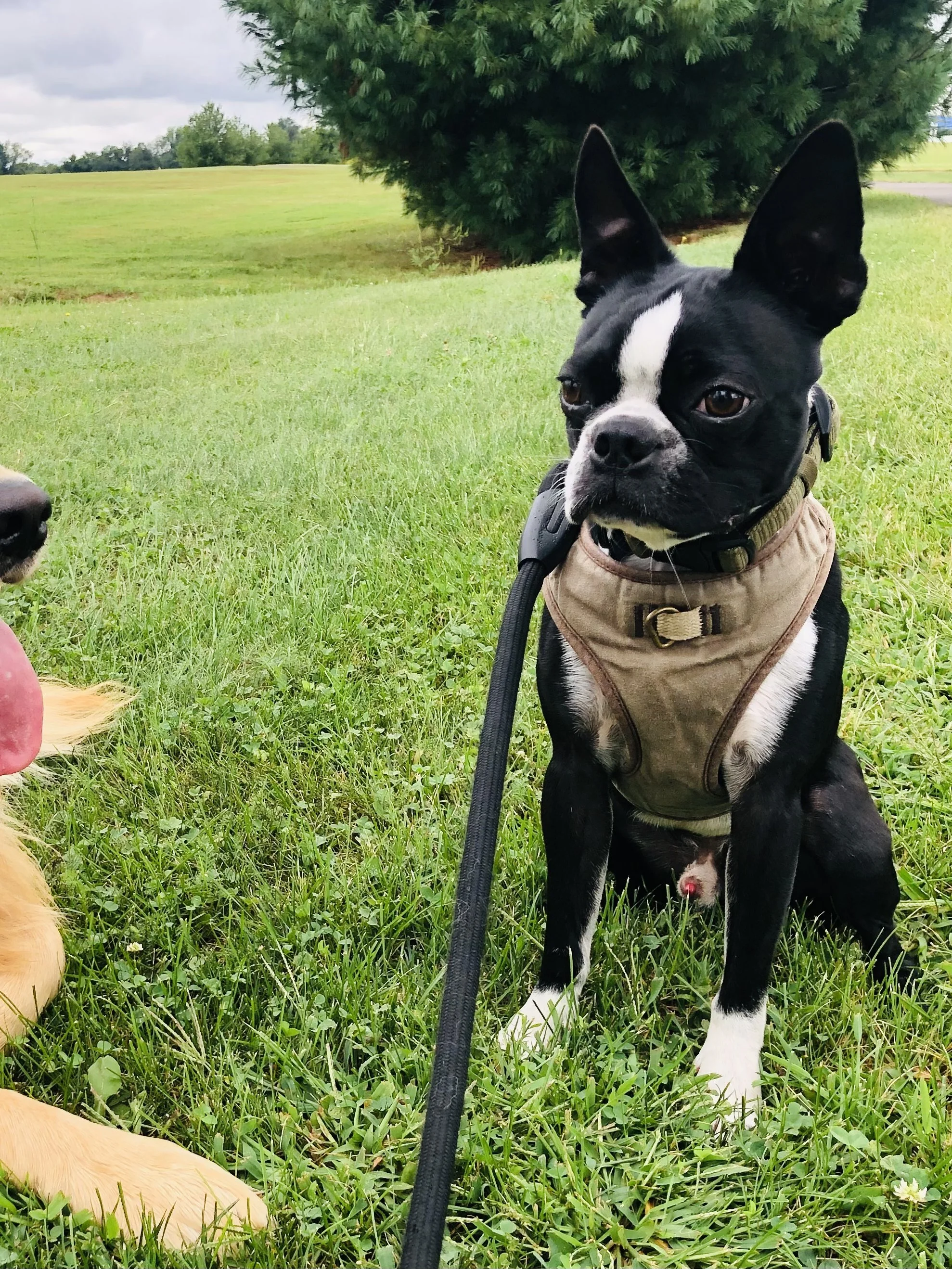 Dog enjoying outdoor exercise and enrichment