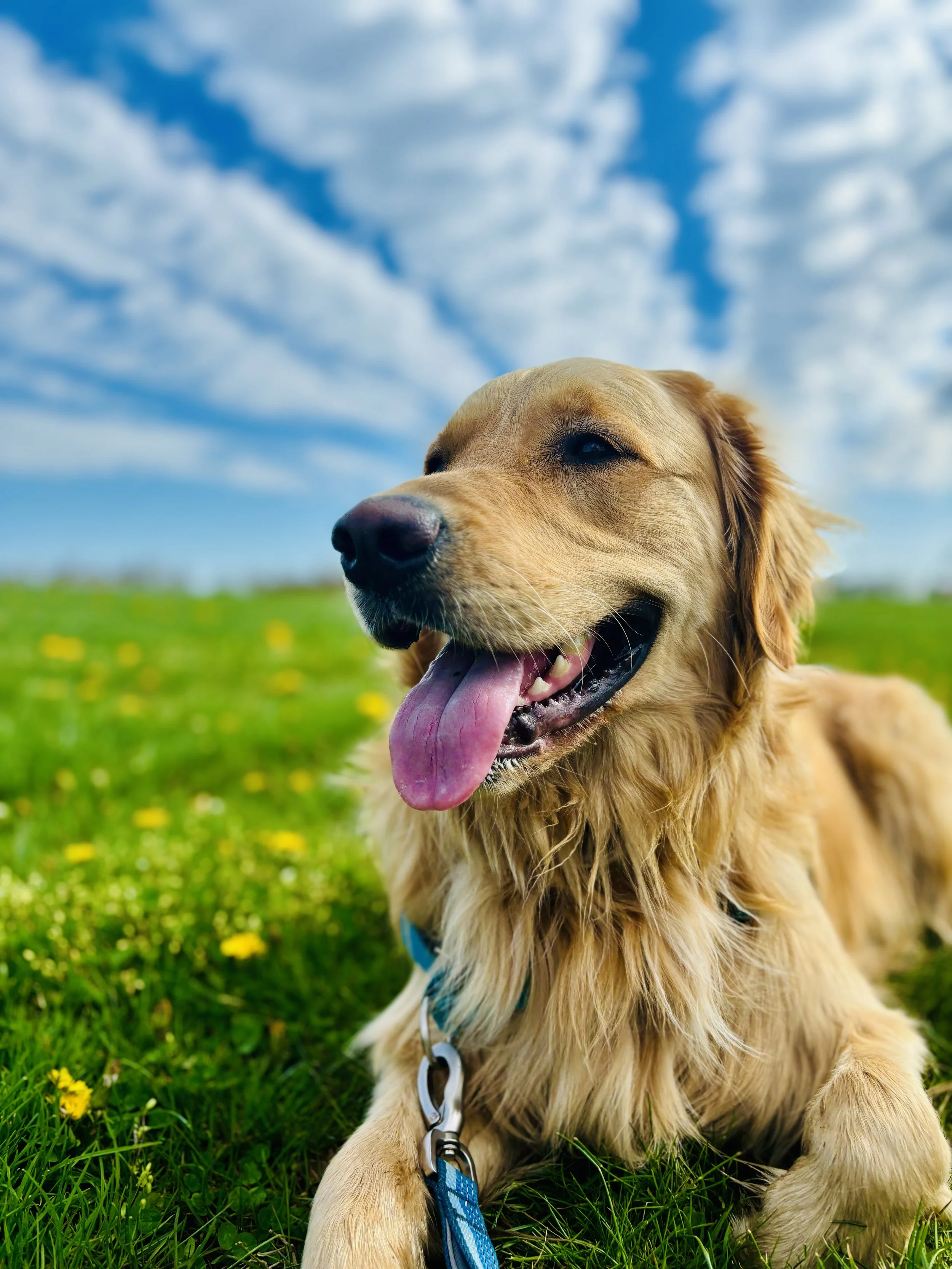 Happy dog outside during a GoldPaw walk