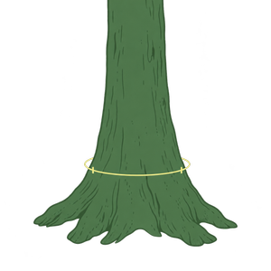 Tree-base diagram with a measuring line around Big Spotty’s 11.7-metre circumference.