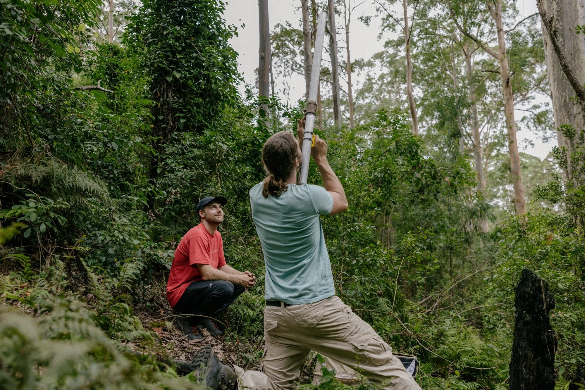The climbing team launching a rope line into Big Spotty’s canopy.