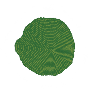 Green tree cross-section with subtly highlighted growth rings, symbolising Big Spotty’s age.