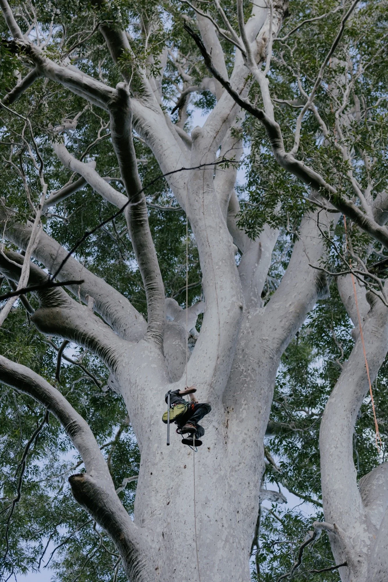 A climber suspended on a rope high in Big Spotty’s canopy.
