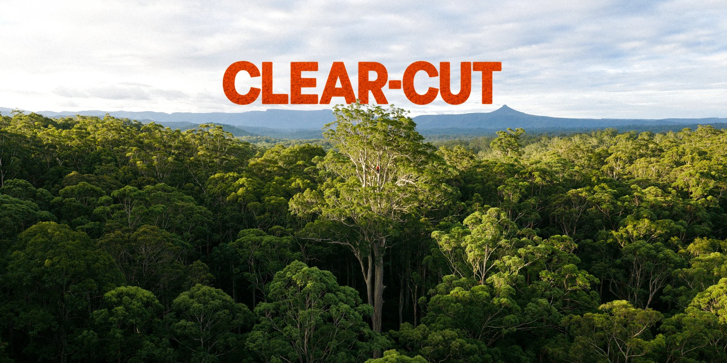 Clear-Cut. Big Spotty, the world’s tallest known spotted gum, and the fight to protect its forest.