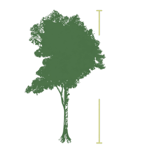 Diagram of Big Spotty’s 70.93-metre height.