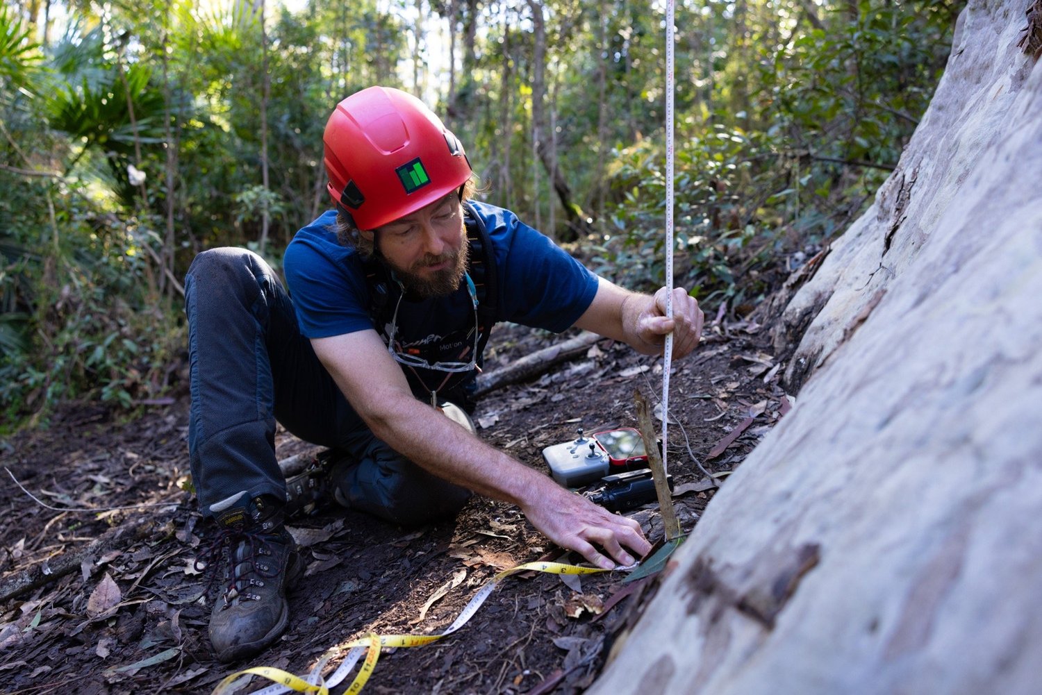 Steven from The Tree Projects reading a measuring tape at the base of Big Spotty.