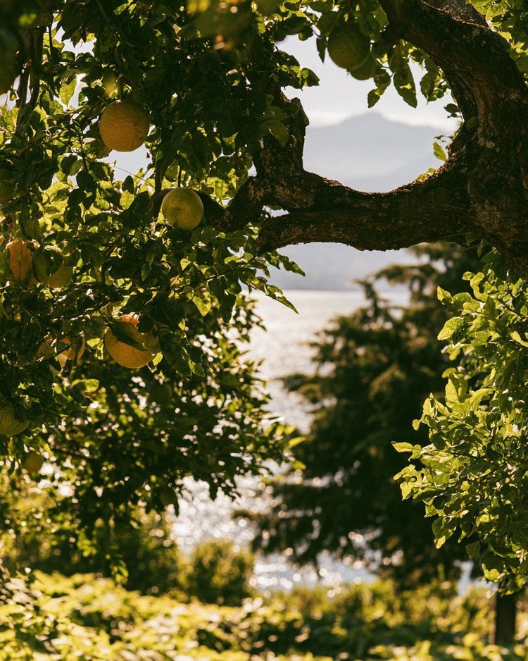 Green-yellow bergamot fruit hanging on the tree.