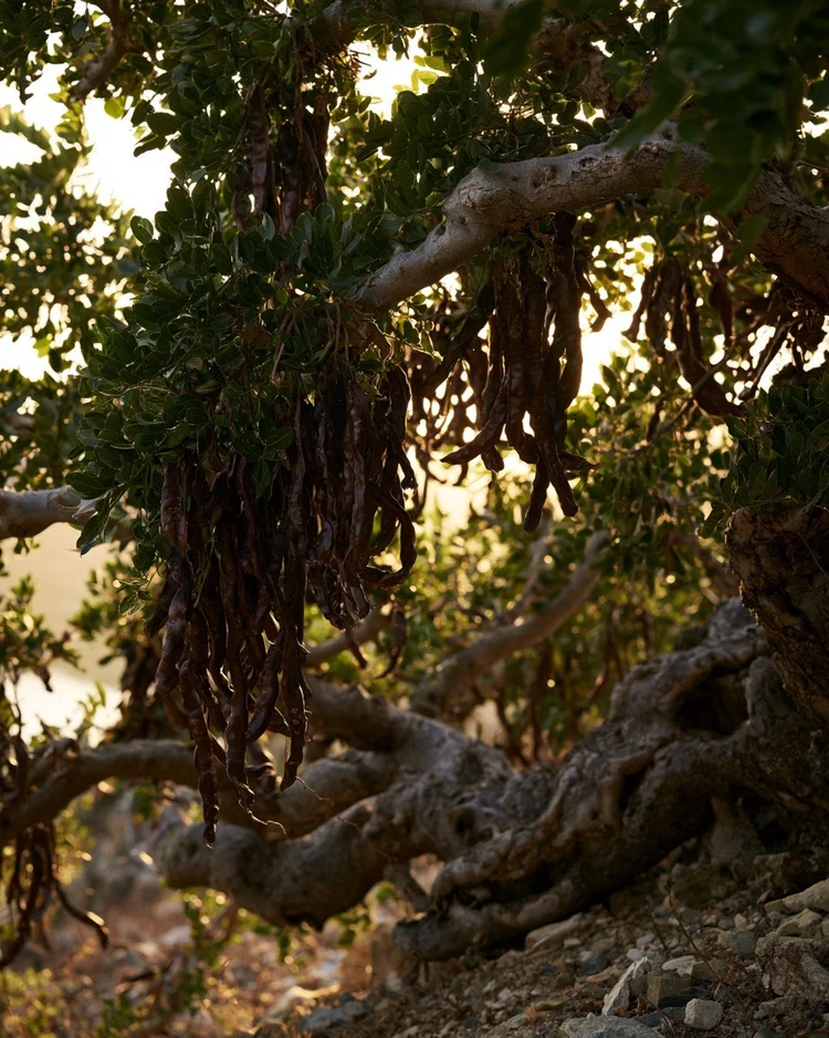 A carob tree on a stony Mediterranean hillside at golden hour, its gnarled roots below long dark seed pods hanging among green leaves.