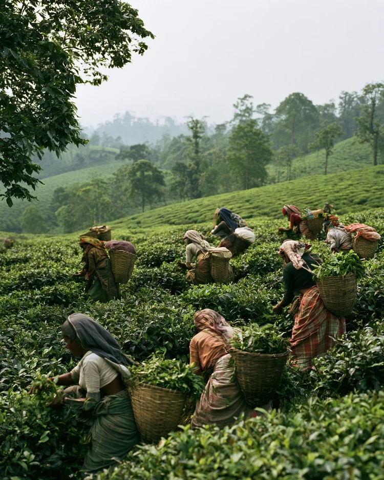 Dark oxidized black tea leaves.