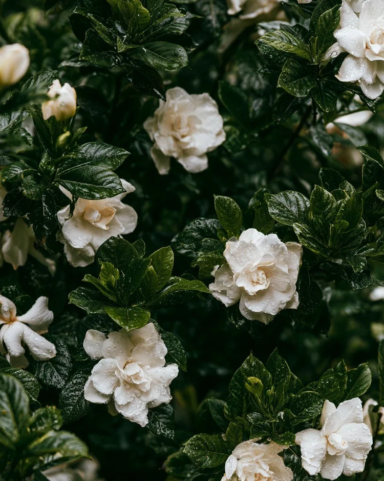 A creamy white gardenia bloom among glossy dark leaves.