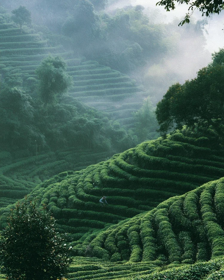 Fresh green tea leaves on the bush.
