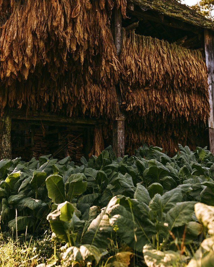 Broad tobacco leaves curing to a golden brown.