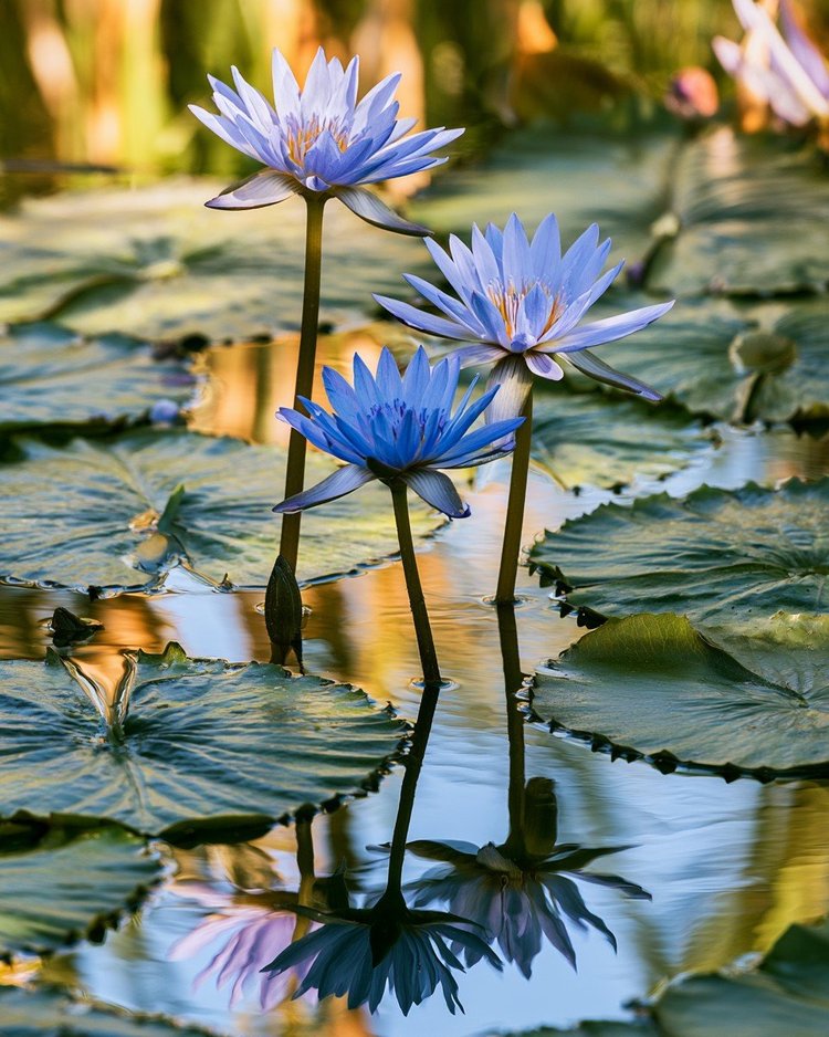 A blue water lily open on the still surface of a pond.