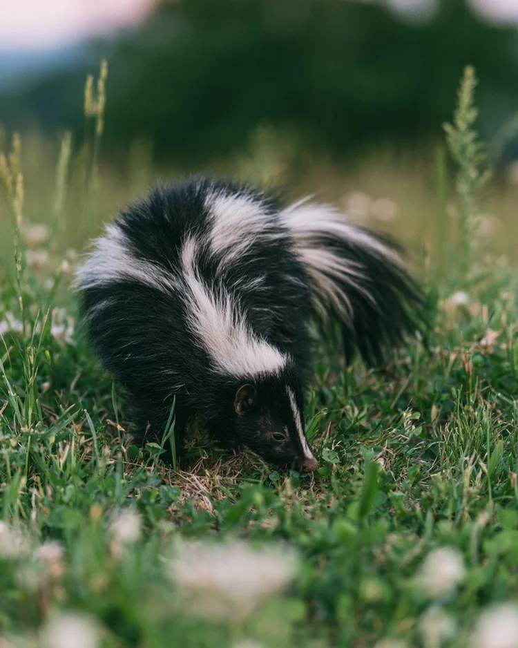 A striped skunk foraging in a wild meadow.