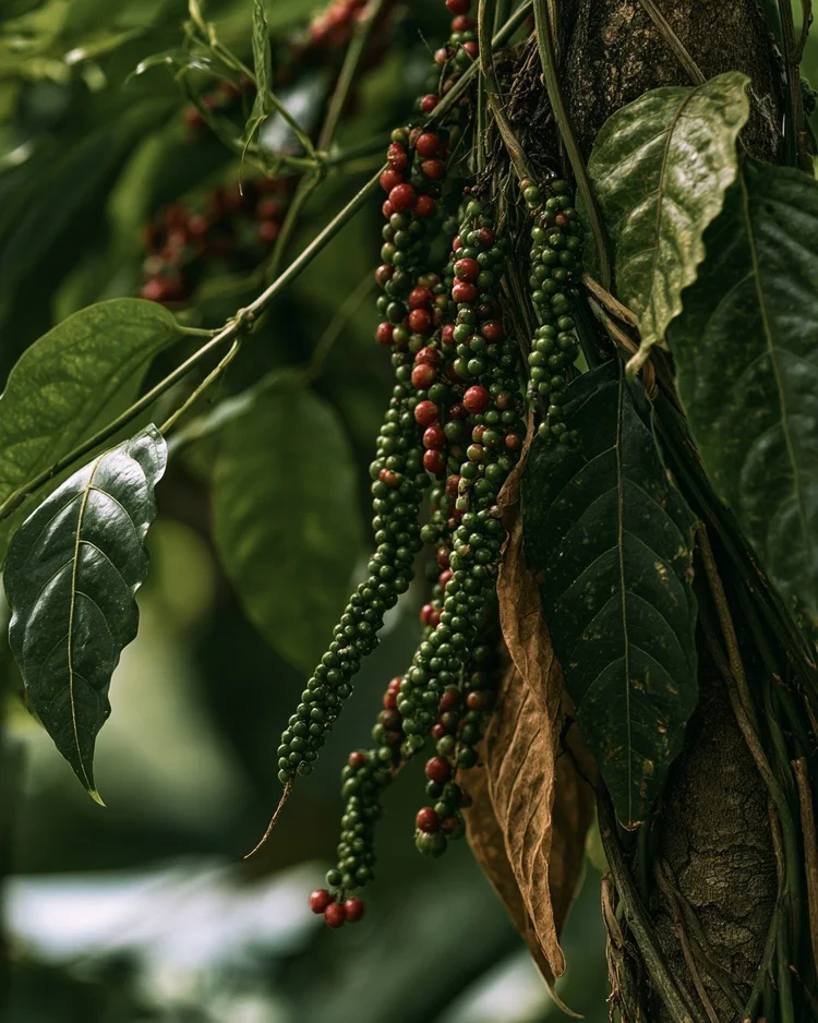 Green and ripening peppercorns on the vine.