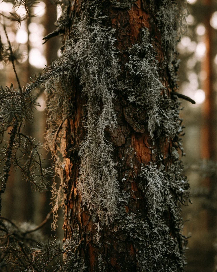 Pale tree moss lichen on a conifer branch.