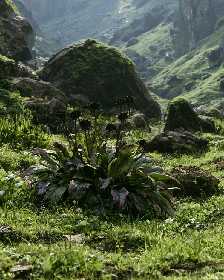 The tall Himalayan costus plant, Saussurea, in mountain grassland.