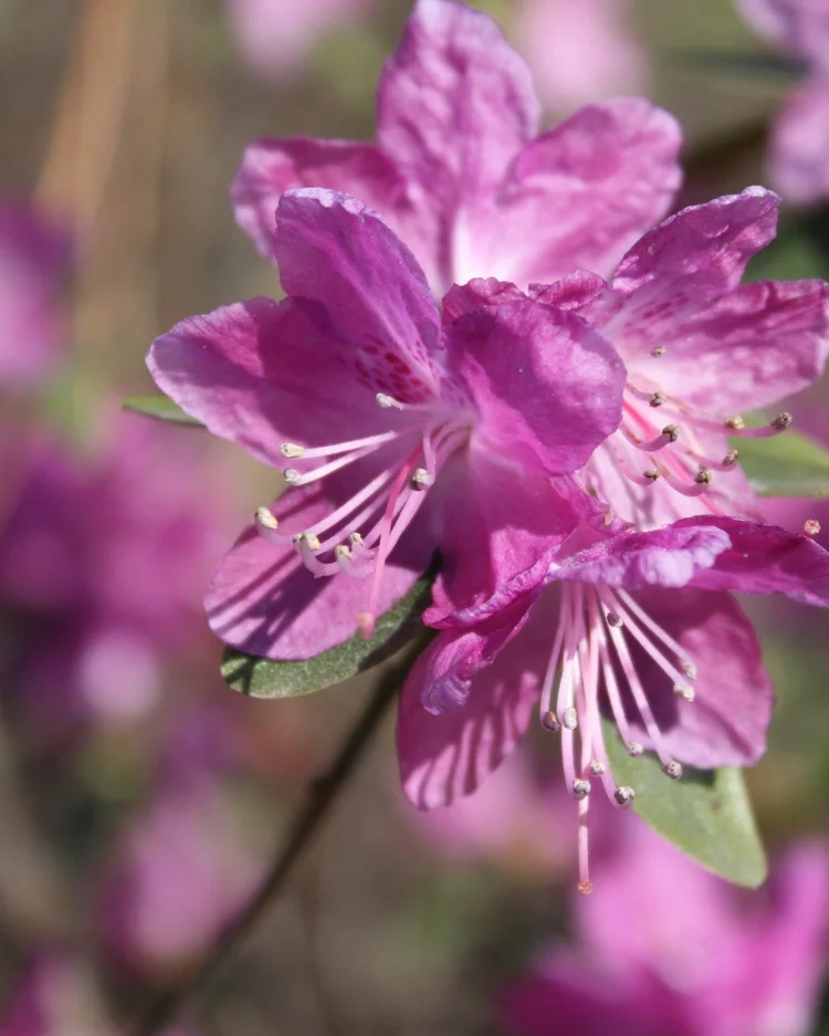 A hardy alpine rhododendron shrub in cold high country.