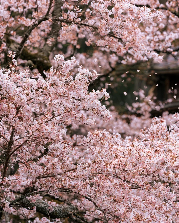 Pale pink cherry blossoms crowding a spring branch.