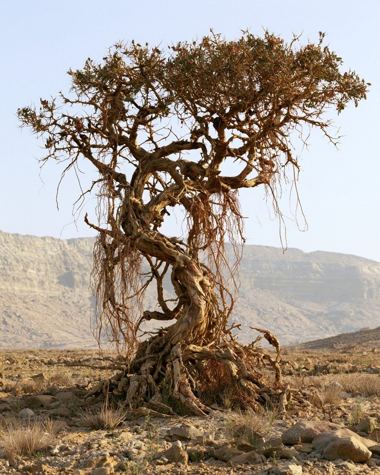 Reddish-brown myrrh resin on a desert Commiphora tree.