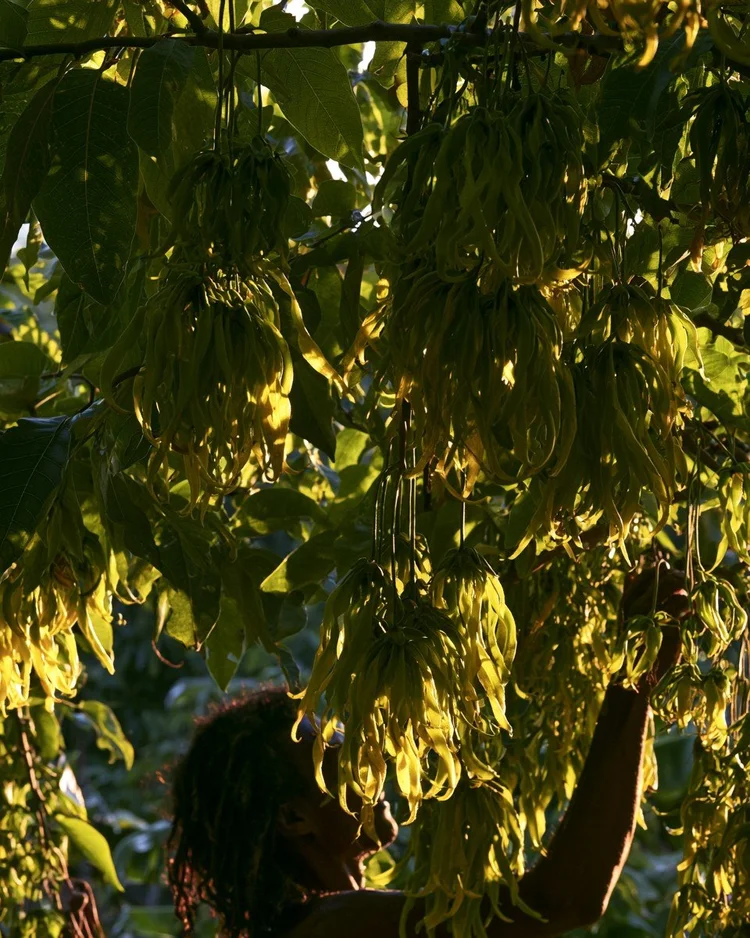 Drooping yellow ylang-ylang flowers on a tropical branch.
