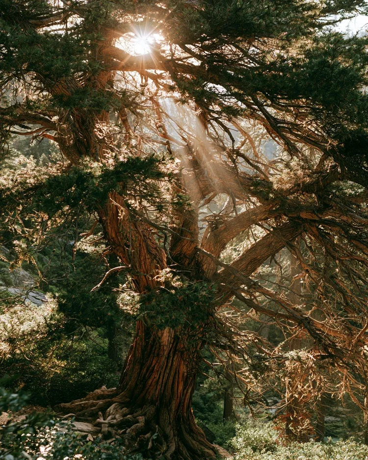 The reddish grain of cedarwood.