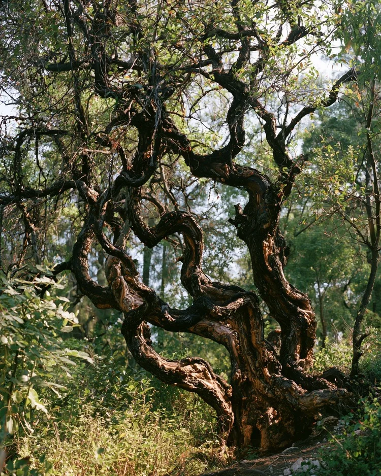 The resinous wood of the amyris tree in the Caribbean.