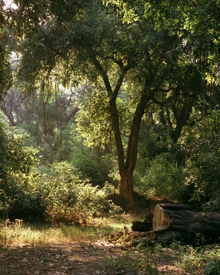 A mature sandalwood tree, Santalum album, in its dry-country habitat.