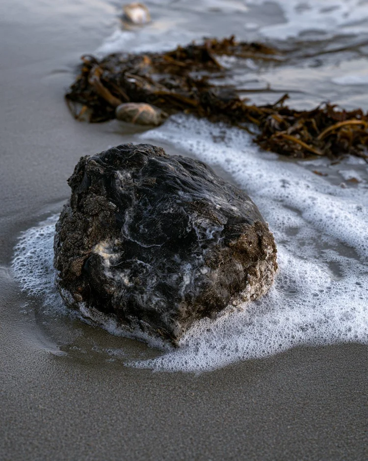 A dark marbled lump of ambergris on wet grey sand at the tide line, ringed by sea foam with kelp behind it.