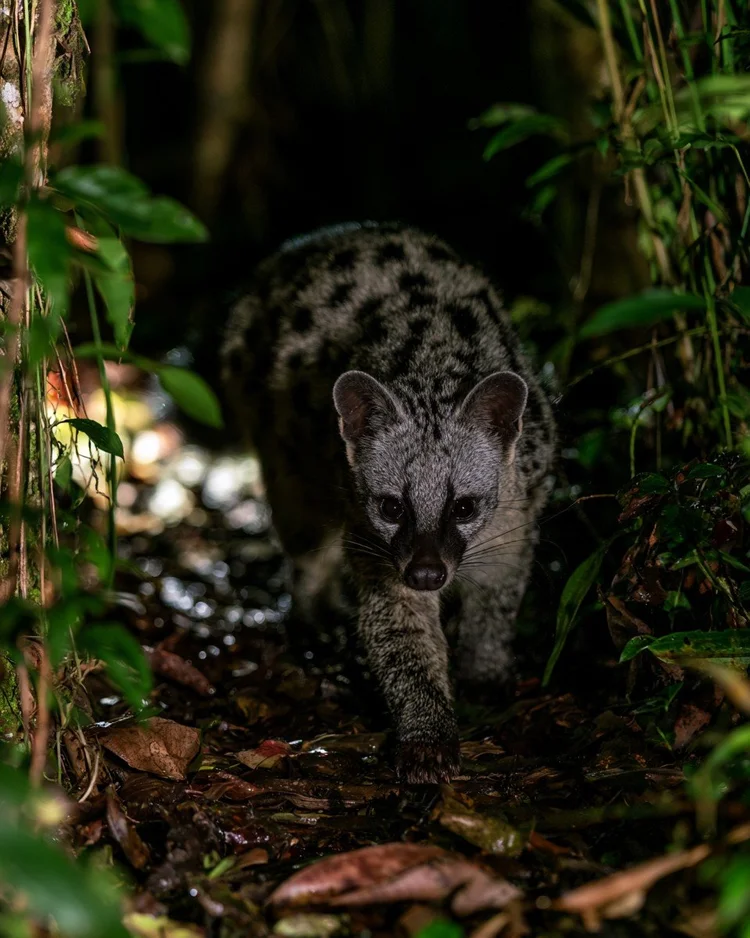 A live African civet with spotted fur and a dark facial mask on the nocturnal forest floor among green undergrowth.
