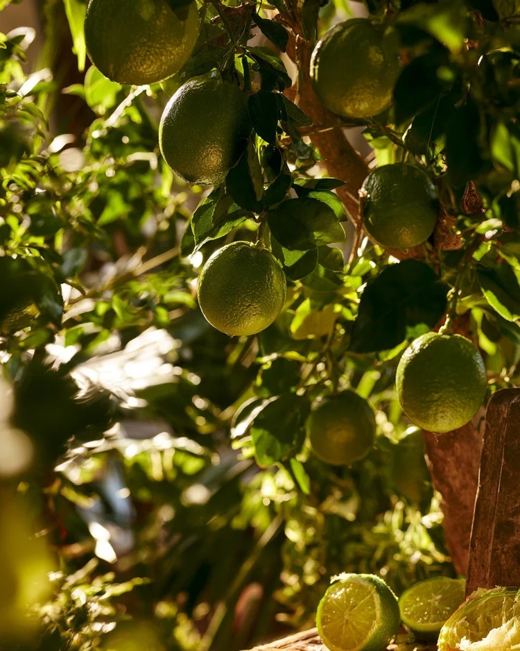 Green limes on a branch among glossy leaves.
