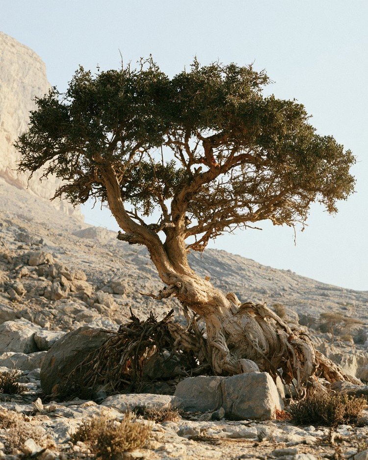 Pale frankincense resin tears on the bark of a Boswellia tree.