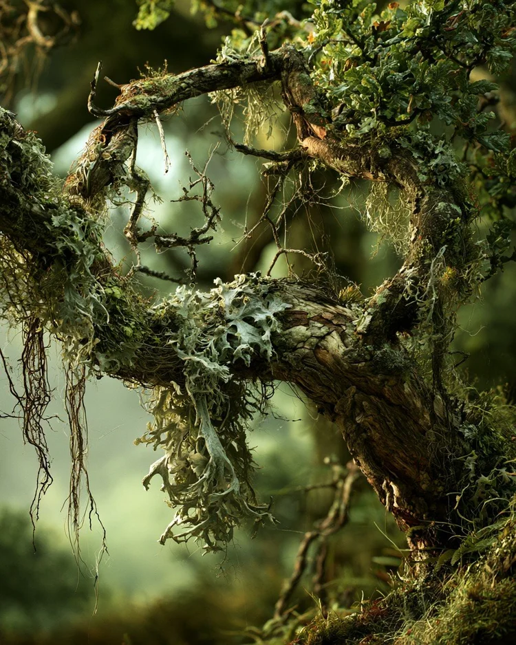 Grey-green oakmoss lichen growing on oak bark.