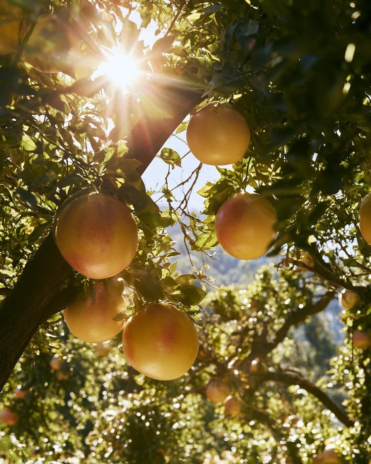 Ripe grapefruit hanging heavy on the tree.