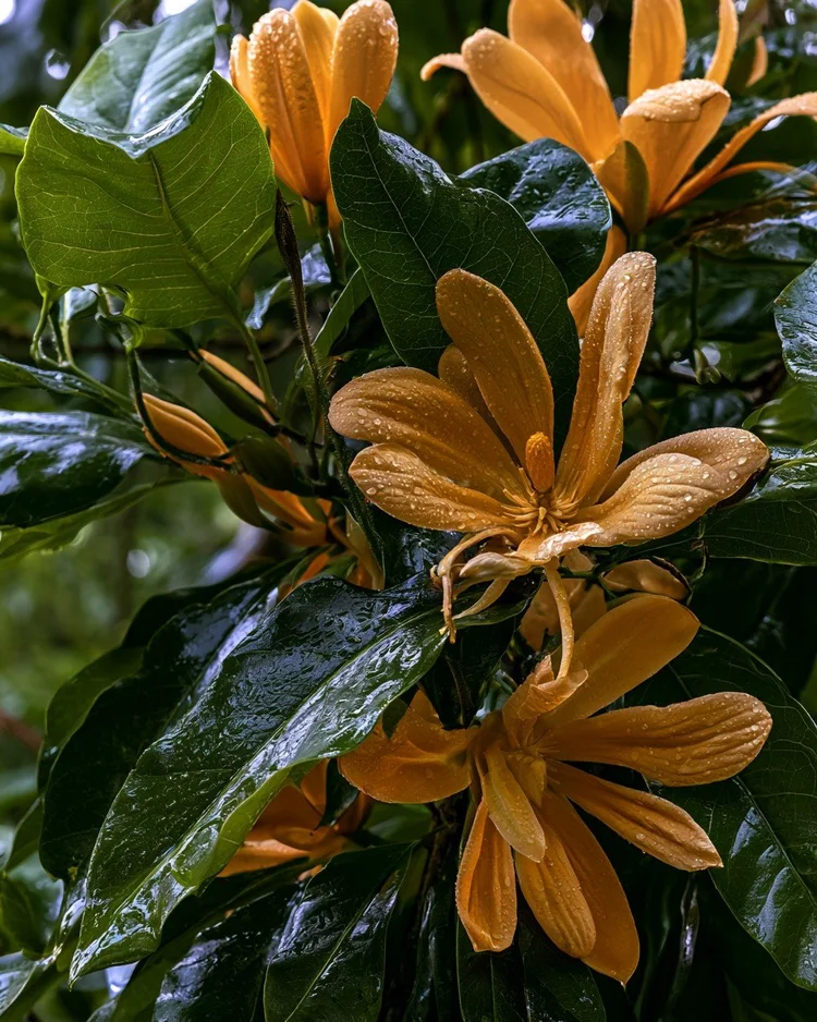 Red champaca blossoms on the tree, golden-orange petals against tropical foliage.