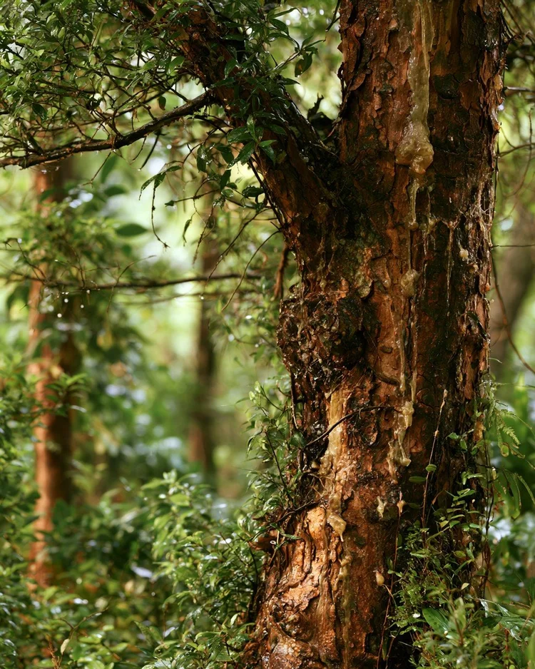 Soft pale elemi resin on the trunk of a Canarium tree.