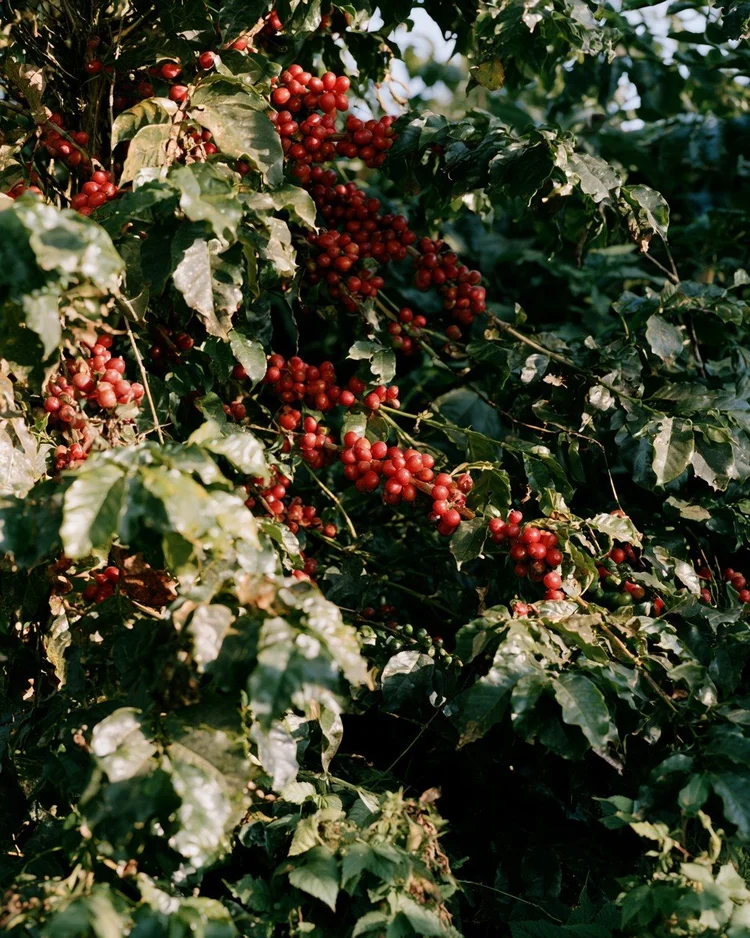 Dark roasted coffee beans.