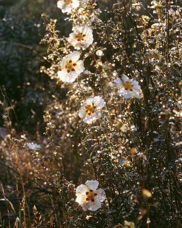 The white-flowered rockrose shrub, Cistus, on dry Mediterranean ground.