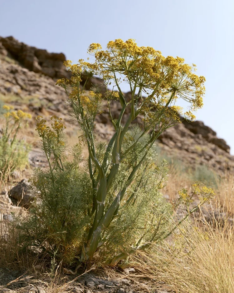 The tall umbels of a Ferula plant, source of galbanum gum.
