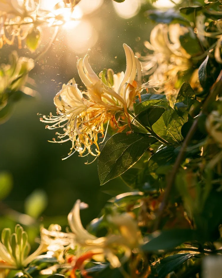 Honeysuckle flowers trailing from a climbing vine in summer light.