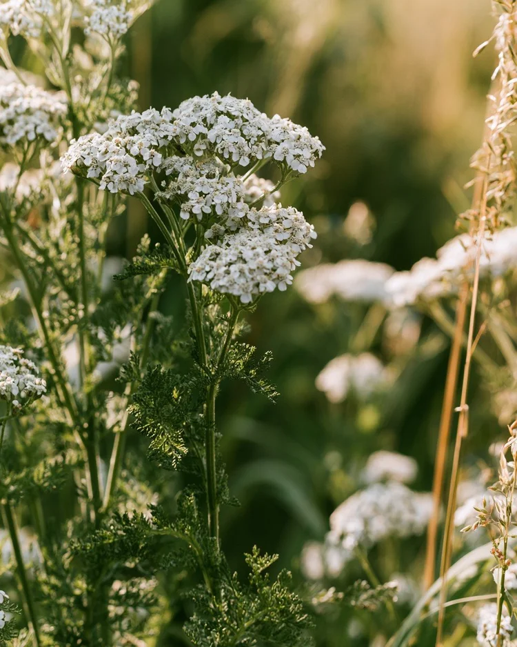 Flat white yarrow flower heads over feathery leaves.