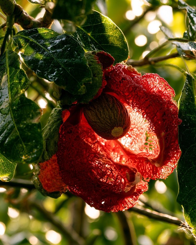 A nutmeg fruit split open to show the red mace and dark seed.