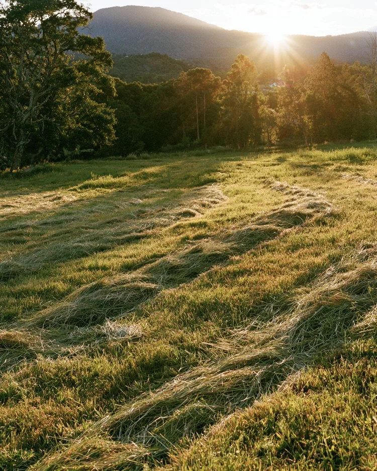 Dried summer hay in a sunlit field.