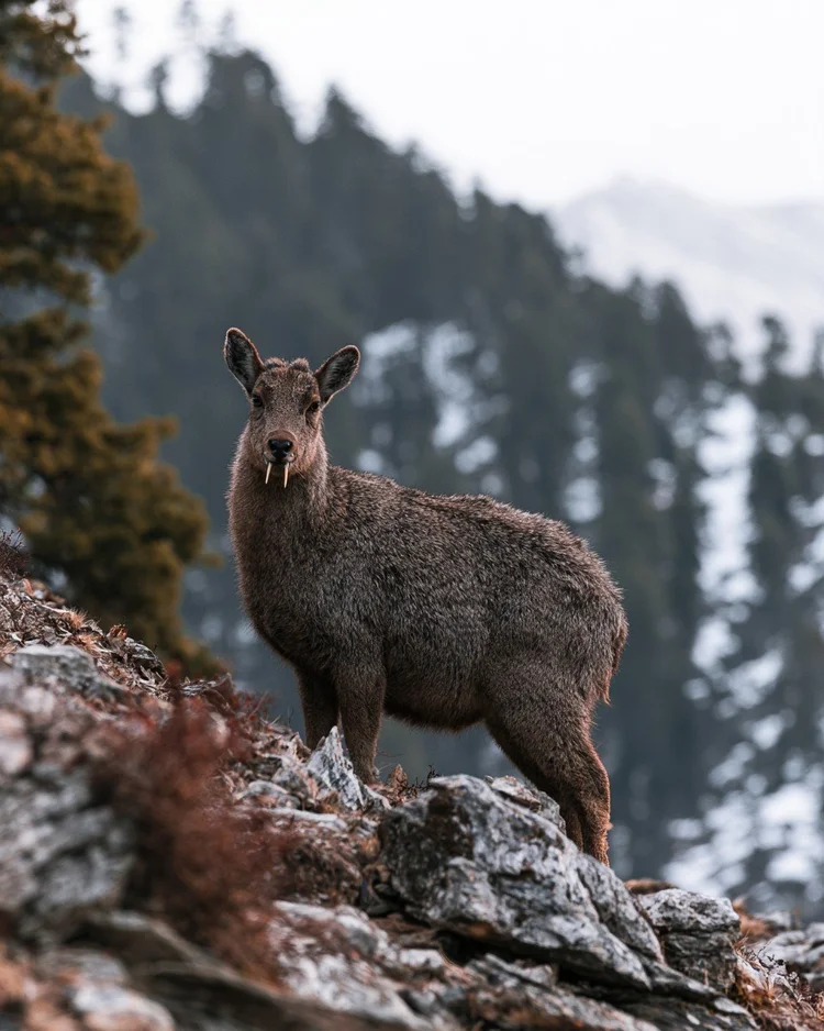 A live male musk deer with a grizzled brown coat and downward tusks on a rocky Himalayan slope, snow-dusted conifers behind it.