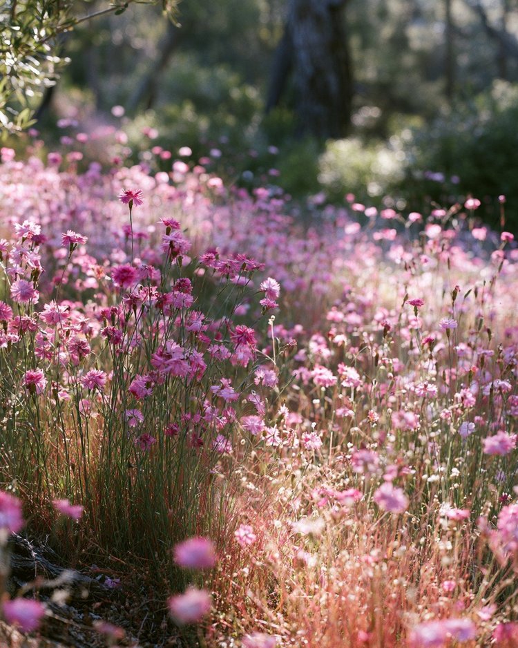 A fringed pink carnation flower in close view.