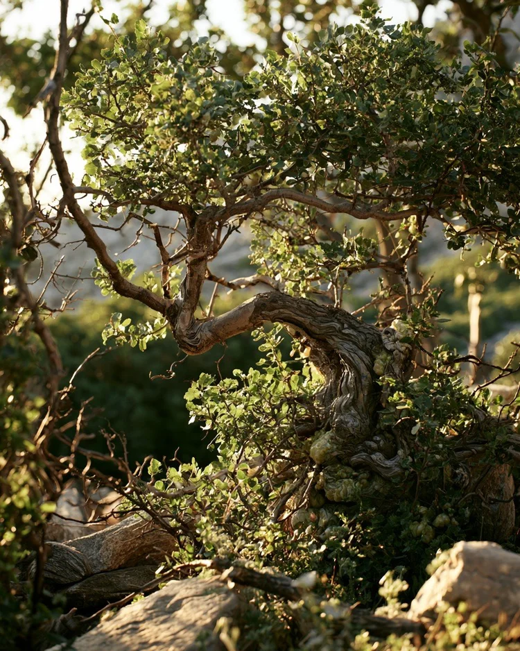 Pale mastic resin tears on the bark of a Chios mastic tree.