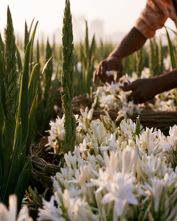 White tuberose flowers open on their tall green stalk at dusk.