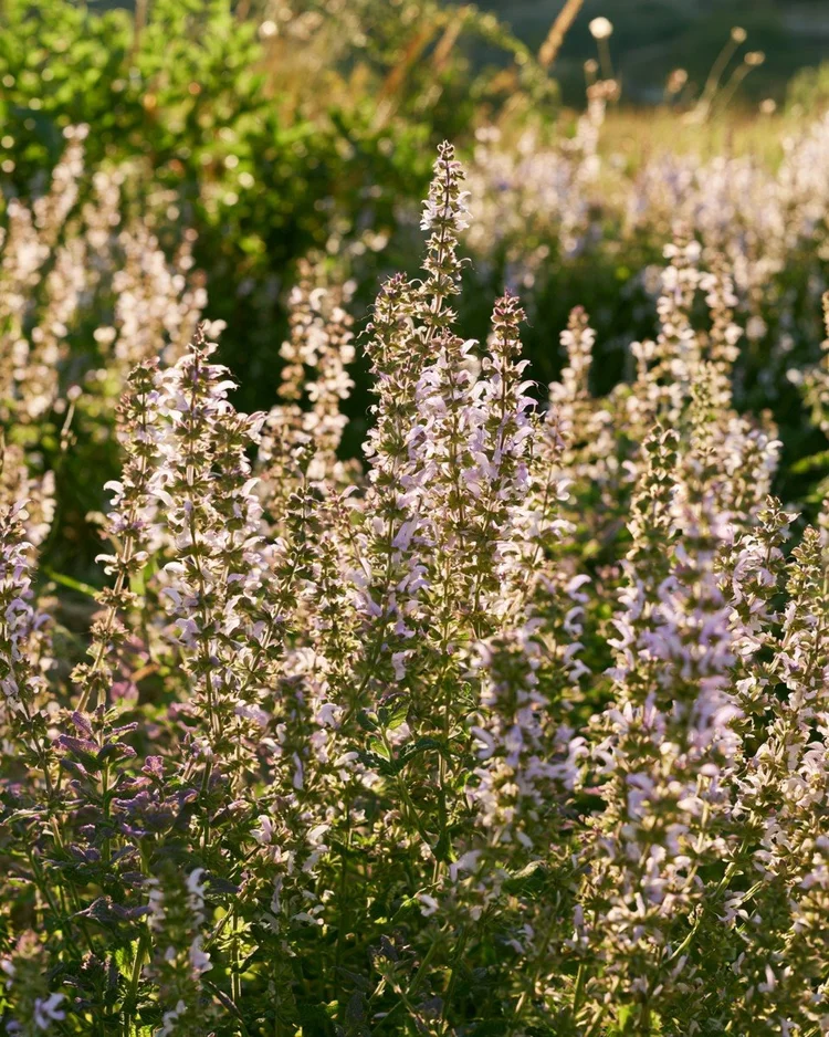 Tall clary sage in flower with pale lilac bracts.