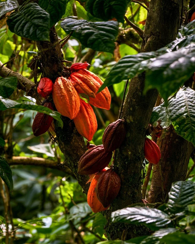 A cacao pod split to show the beans inside.