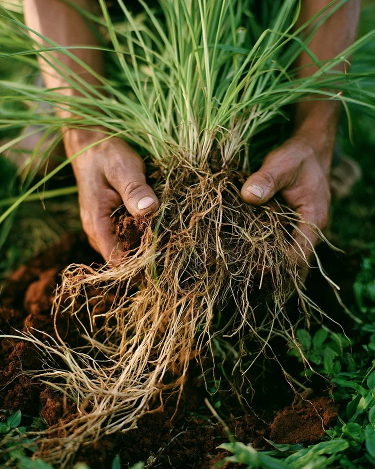 The dense washed roots of the vetiver grass.